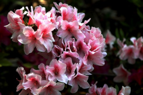 盆栽杜鹃花常见品种的日常养护 杜鹃怎么养开花