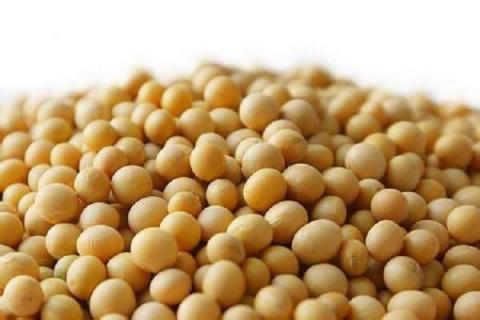 煮熟的黄豆怎样自然发酵 制作肥料的步骤