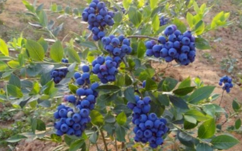 蓝莓苗如何培育 种植中的注意事项有哪些