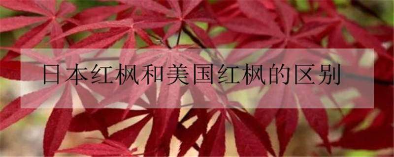 日本红枫和美国红枫的区别