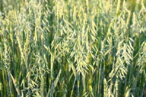 燕麦是什么植物 燕麦和小麦的区别