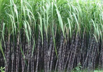 甘蔗横垄单排种植新技术 有效增加产量的养殖方法总结