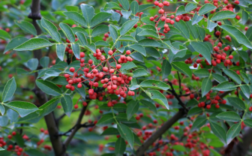 花椒树1一3年怎么管理 科学管理方法是什么