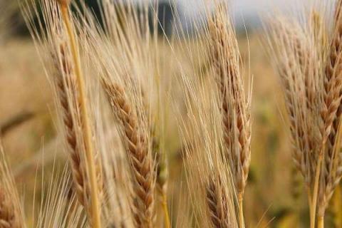 面粉是大麦还是小麦 是什么制作而成的