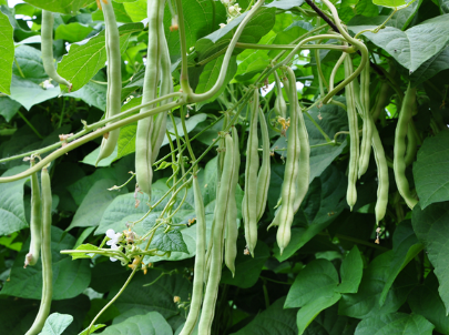 豆角病虫害防治 豆角养殖方法总结