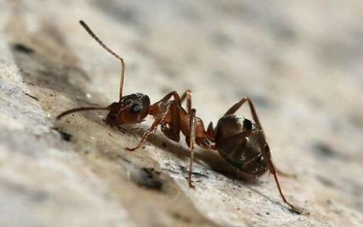 花盆里有蚂蚁是好事吗 怎么消灭蚂蚁