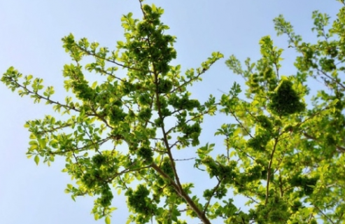 榆树下山桩怎么处理成活率高 养护时有哪些注意事项