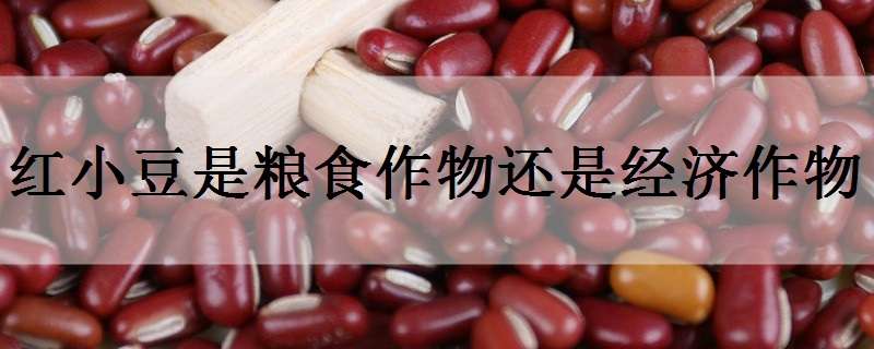 红小豆是粮食作物还是经济作物