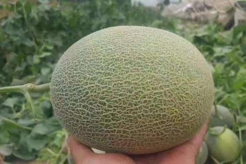 哈密瓜是什么季节的水果 几月份最好吃
