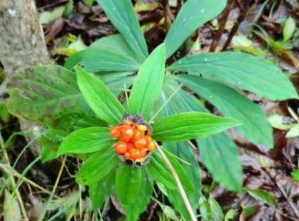 七叶一枝花如何种植 科学管理方法是什么