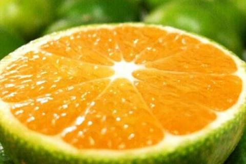 柑橘蚜虫用什么药效果好 如何有效防治