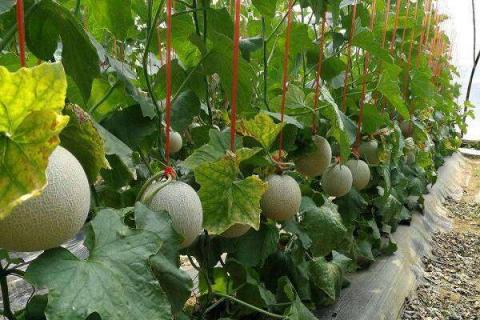 哈密瓜生长期多少天 从种到收获要几个月