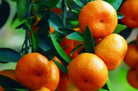 盆栽橘子树的养殖方法和技巧介绍