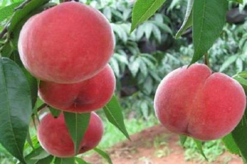 桃子有多少种 桃子的常见品种有哪些