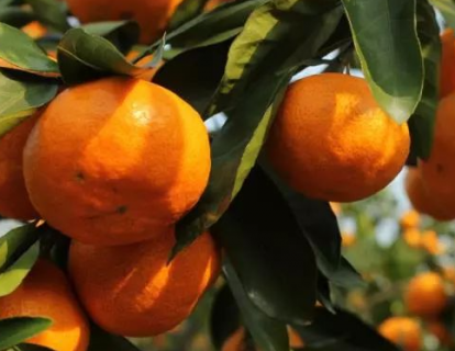 新栽柑橘幼苗怎么施肥 施肥中应该注意什么