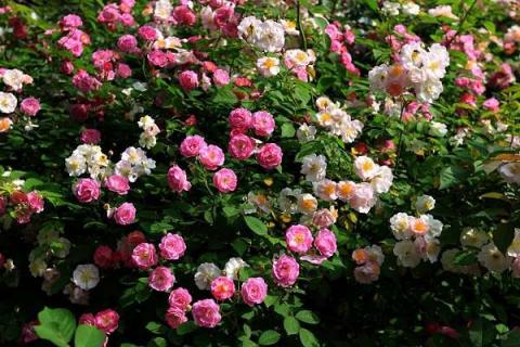 新买的蔷薇花苗怎么种 可以种在院子里吗