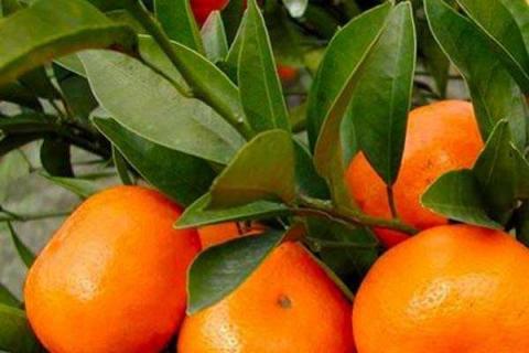 适合江苏种植的橘子品种 种什么最合适