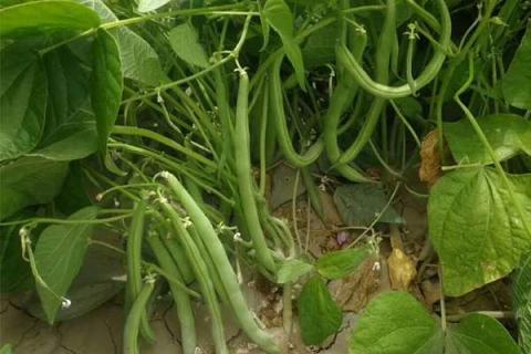 四季豆种植技术及施肥方法