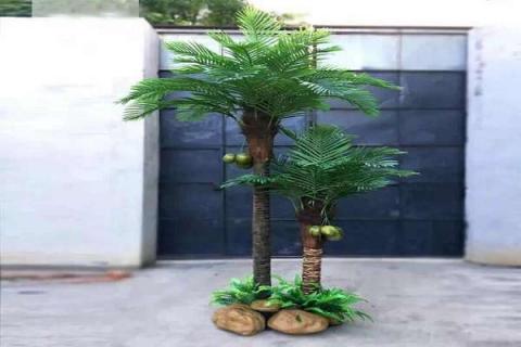 盆栽椰子树怎么养 有哪些注意事项