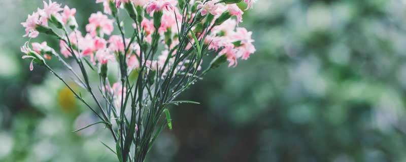 代表友谊长久的花是什么花