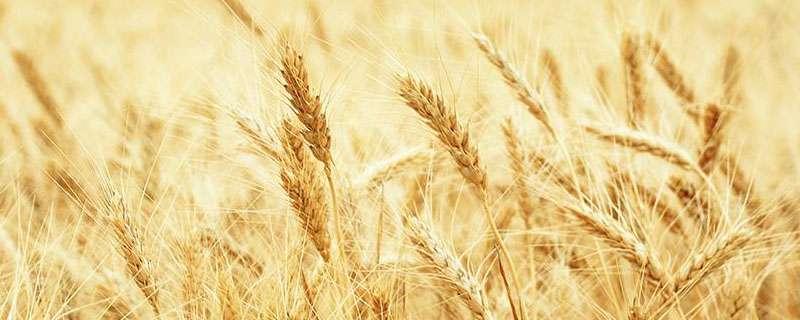 小麦质量和磨面粉质量成什么比例