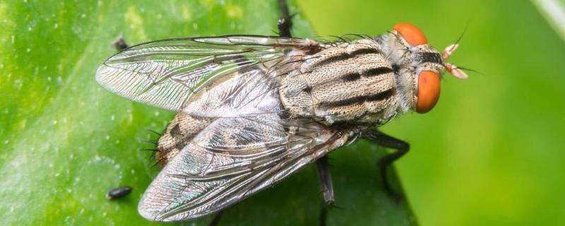 灭苍蝇最有效的农药，如何有效防治