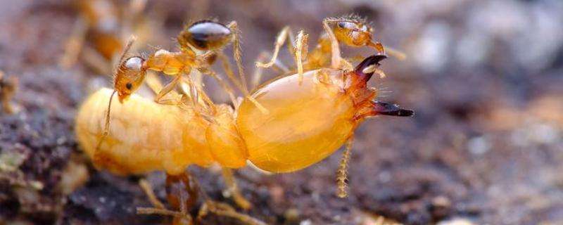 白蚁为什么不属于蚂蚁，白蚁是怎么产生的