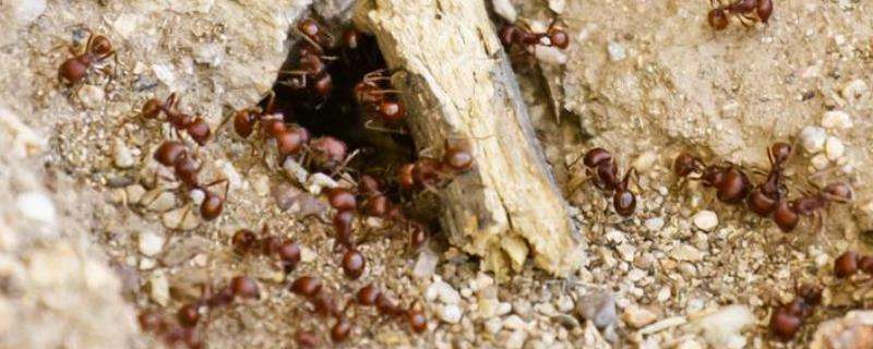 种菜的地里好多蚂蚁怎么去除，菜上有蚂蚁用什么药