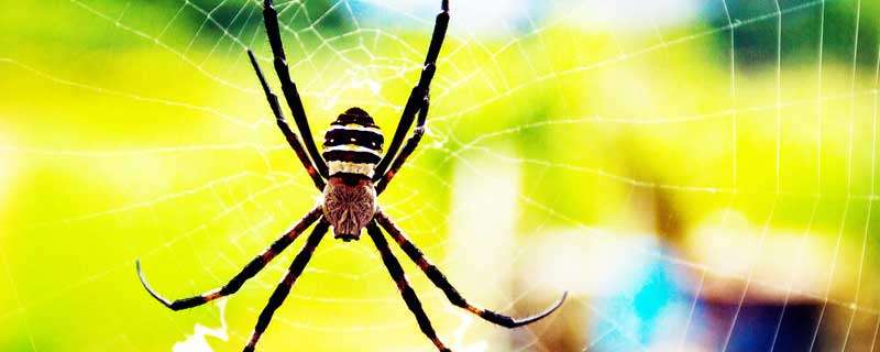 杀虫剂能杀死蜘蛛吗