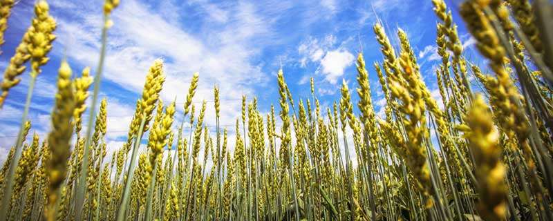 中国小麦种植面积多少亩