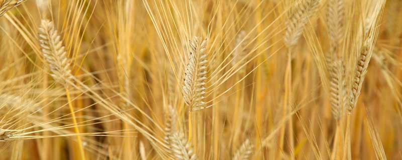 小麦九成熟的标准