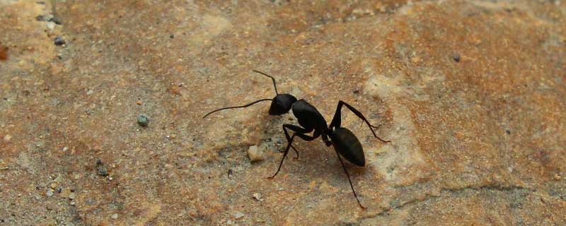 杀虫剂可以杀蚂蚁吗