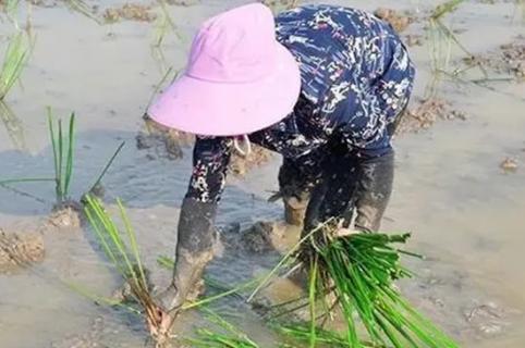 马蹄荸荠种植技术