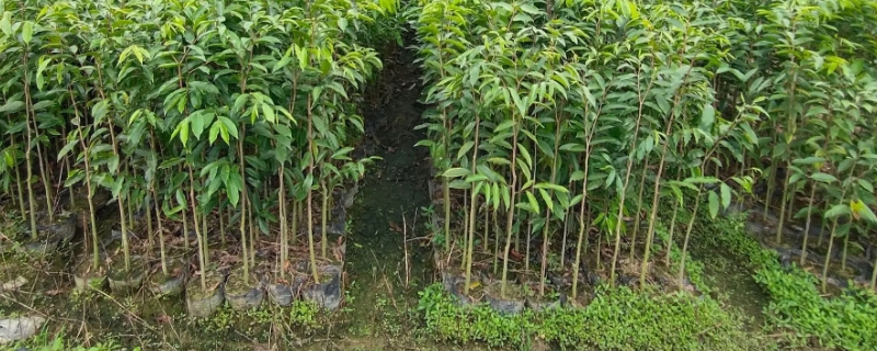 沉香的种植和管理