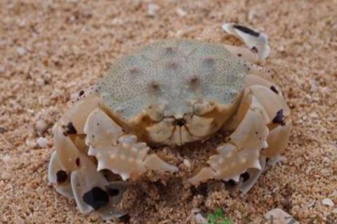 普通螃蟹有几条腿