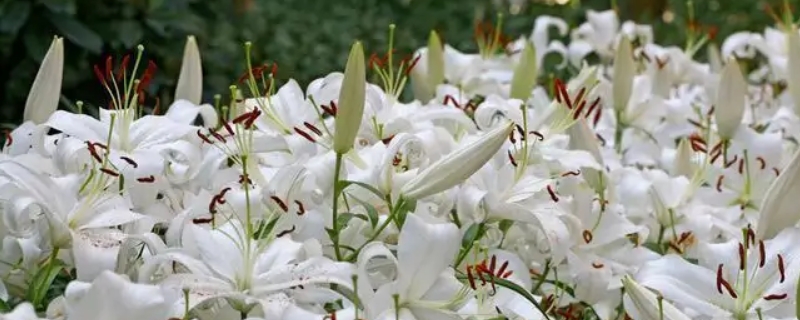 香水百合盆栽种植方法