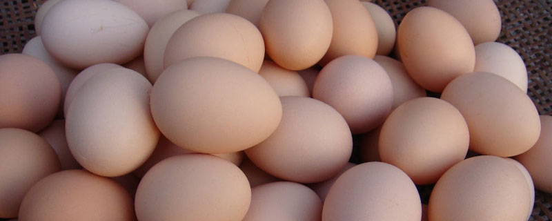 几种产蛋率最高的鸡