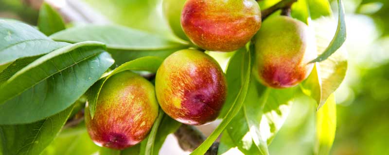 桃树的病虫害防治用什么农药