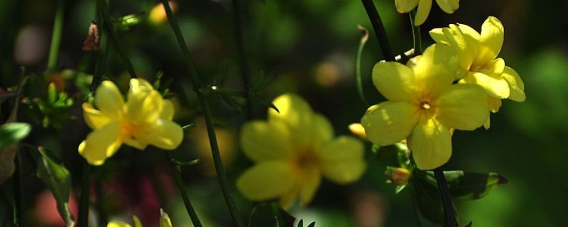 迎春花几点开放