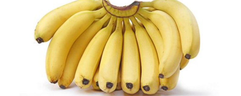 香蕉怎么种