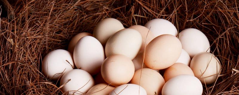 土鸡蛋和饲料鸡蛋怎么区分，营养价值基本一样