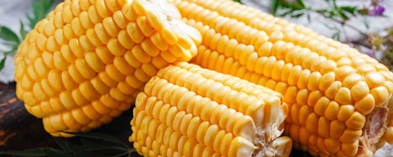 什么玉米种子产量最高