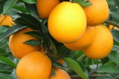 江西赣州橙子什么时候成熟