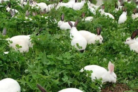 怎么养殖兔子，种兔要求完善发育