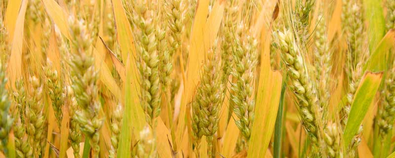 麦子收割季节是几月
