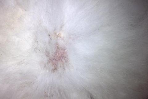家兔真菌性脱毛怎么防治，皮癣可使用灰黄霉素