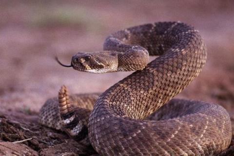 响尾蛇的食物，常捕食啮齿目动物