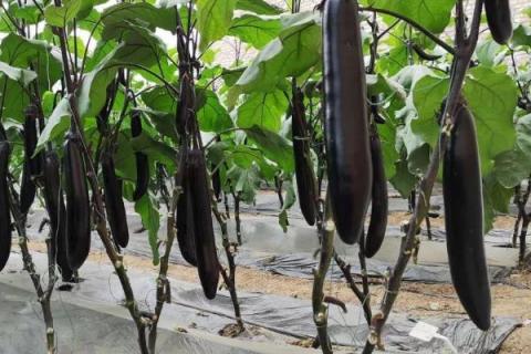 茄子的种植方法，选择适应当地种植的品种
