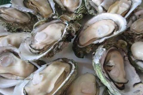 电白牡蛎的原产地，主要分布在华南沿海地区