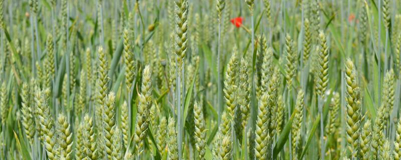 小麦返青期管理办法，合理控旺防止减产